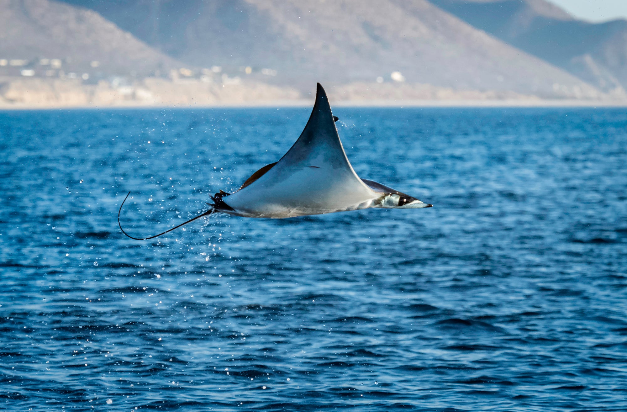 A manta raty looks like it's flying as it jumps several feet above the water.
