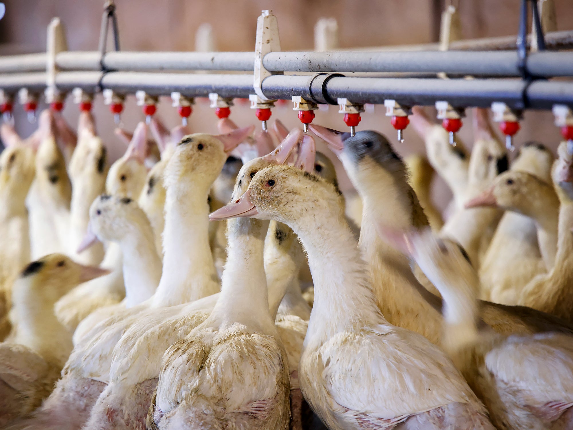 Many ducks are next to each other in an industrial farm setting with a row of drinking water dispensers above them.