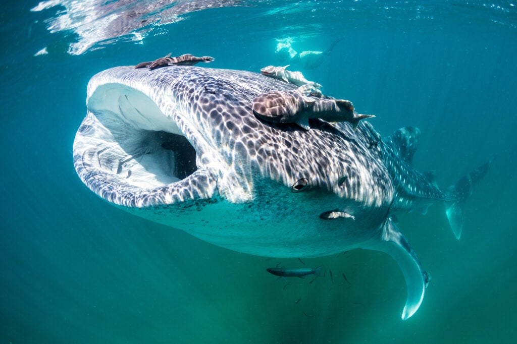 A large whale shark swims near the surface of the water with smaller fish attached to it.