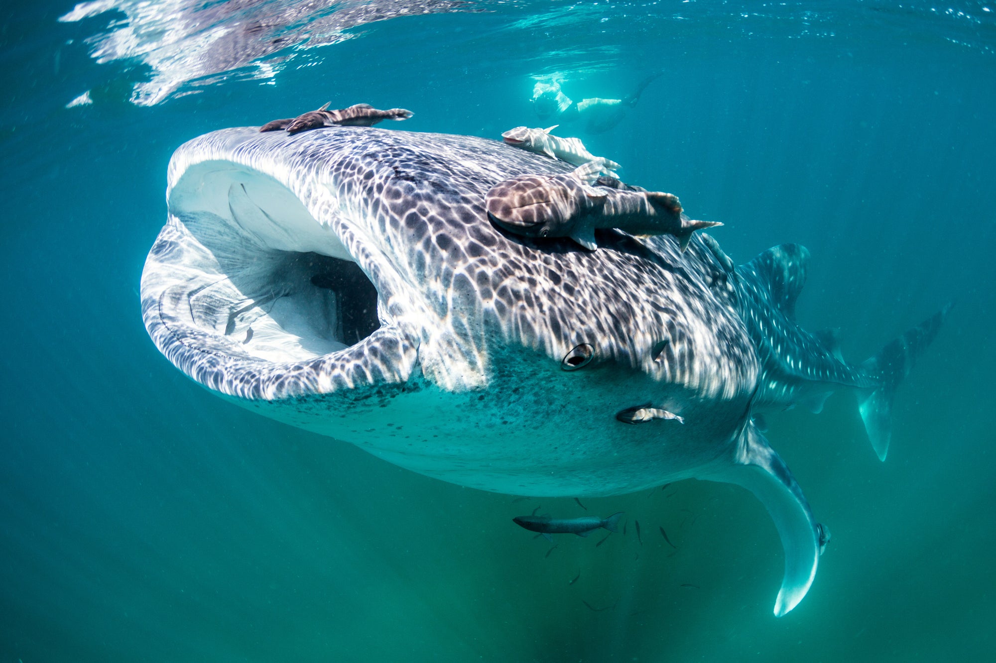 A large whale shark swims near the surface of the water with smaller fish attached to it.