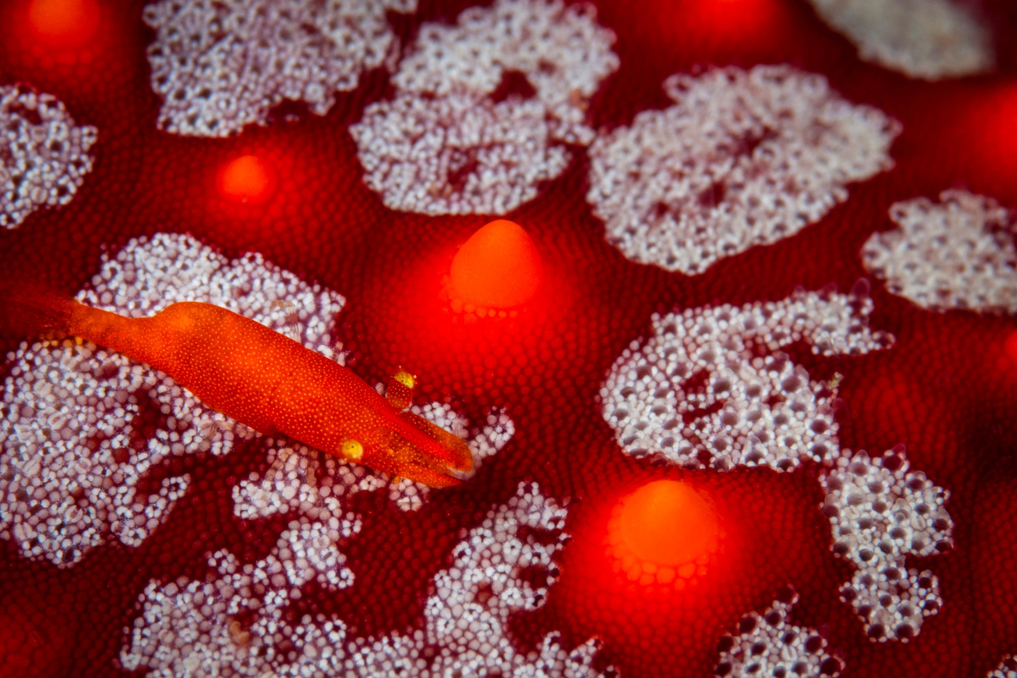 A tiny reddish shrimp is on a detailed, close up surface with glowing red bumps and white spots.