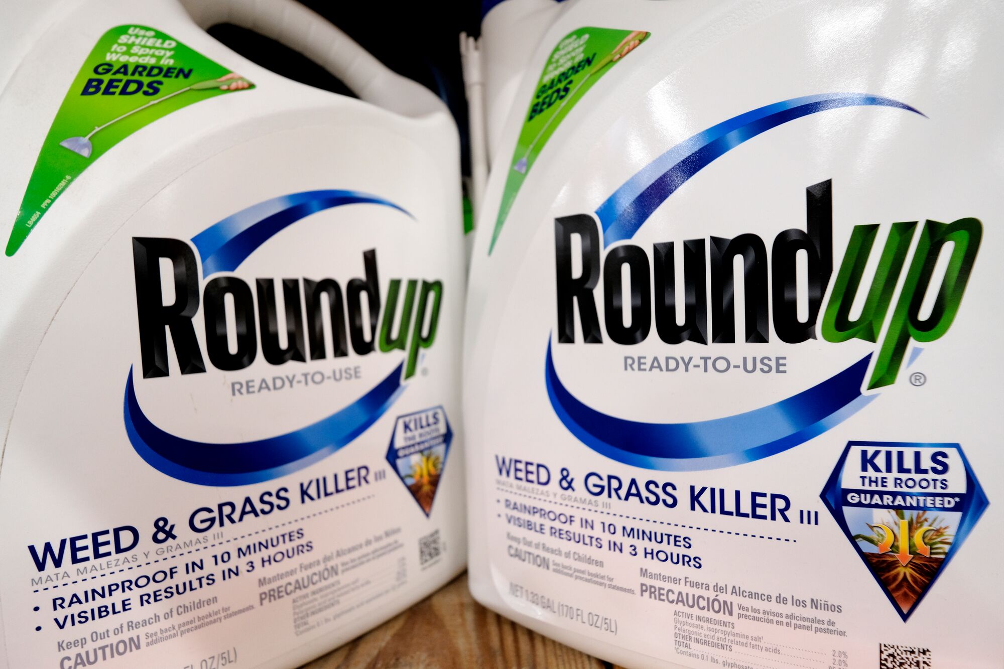 A close-up of the front of two 1.33 gallon plastic bottles of the pesticide Round-up that are angled towards each other. The bottles are primarily white color, with the words "Round-up: Ready-to-use" in large blue and green text. Below those words are the text, "weed & grass killer", "rainproof in 10 minutes", "visible results in 3 hours," and other smaller text.