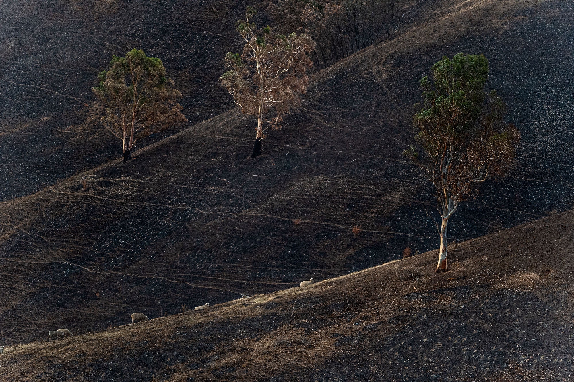 A line of six white sheep make their way through a denuded, charred landscape. There are three large trees visible. Although the tops of the trees have green leaves, the leaves on the lower branches are yellow and brown, and the lower portions of their trunks are blackened and burned.