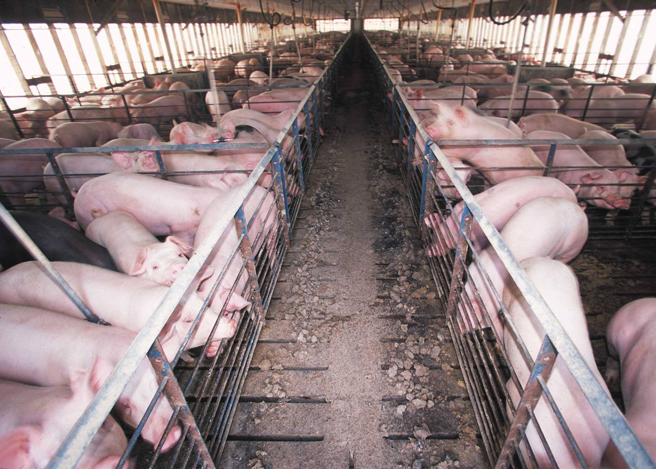 A hog confinement barn. (EPA)