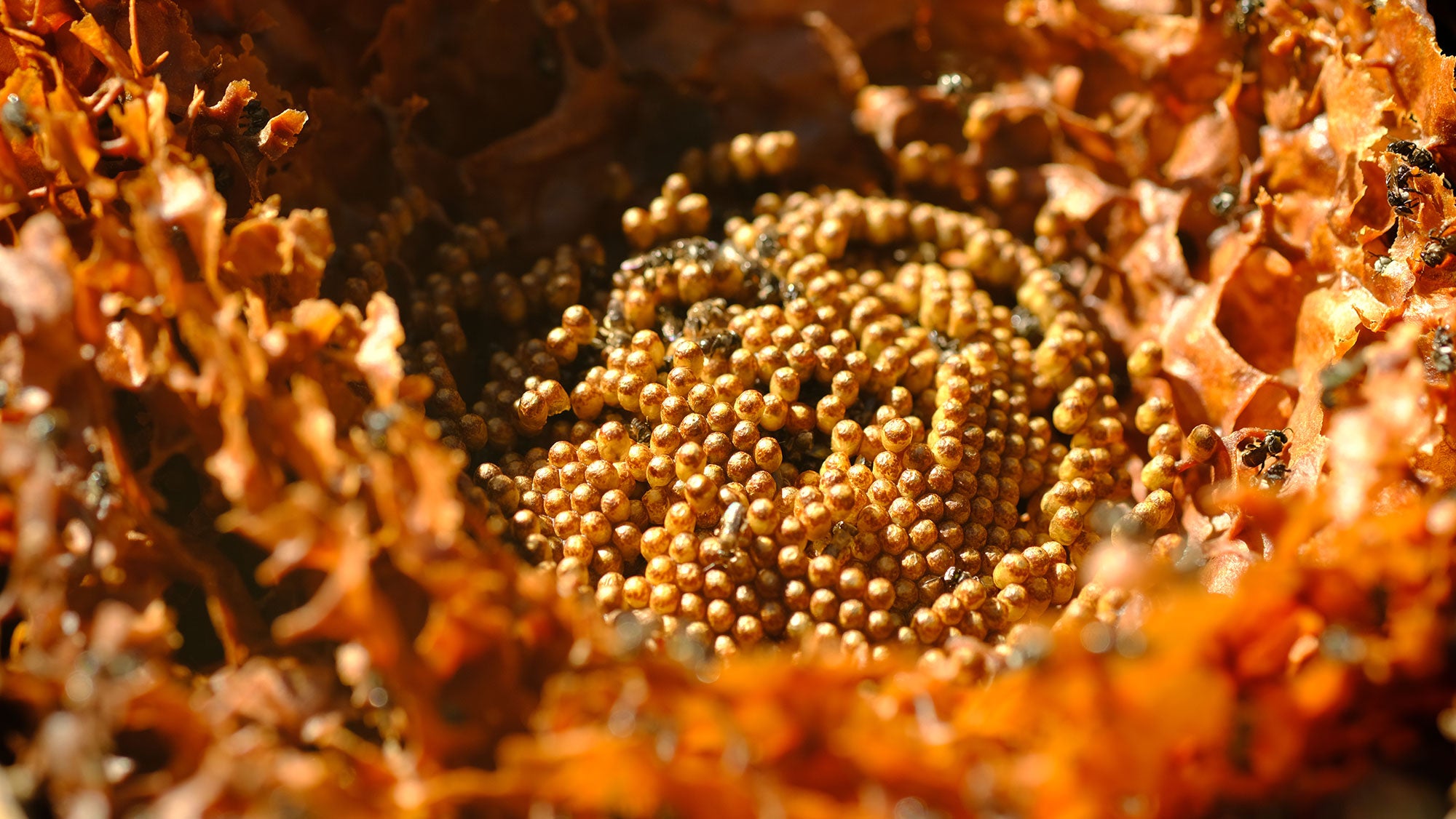 The sun shins down on bright golden small spheres, tightly arranged in a clustered, spiral pattern. Small black insects can be seen crawling over the golden spheres, tending to them.