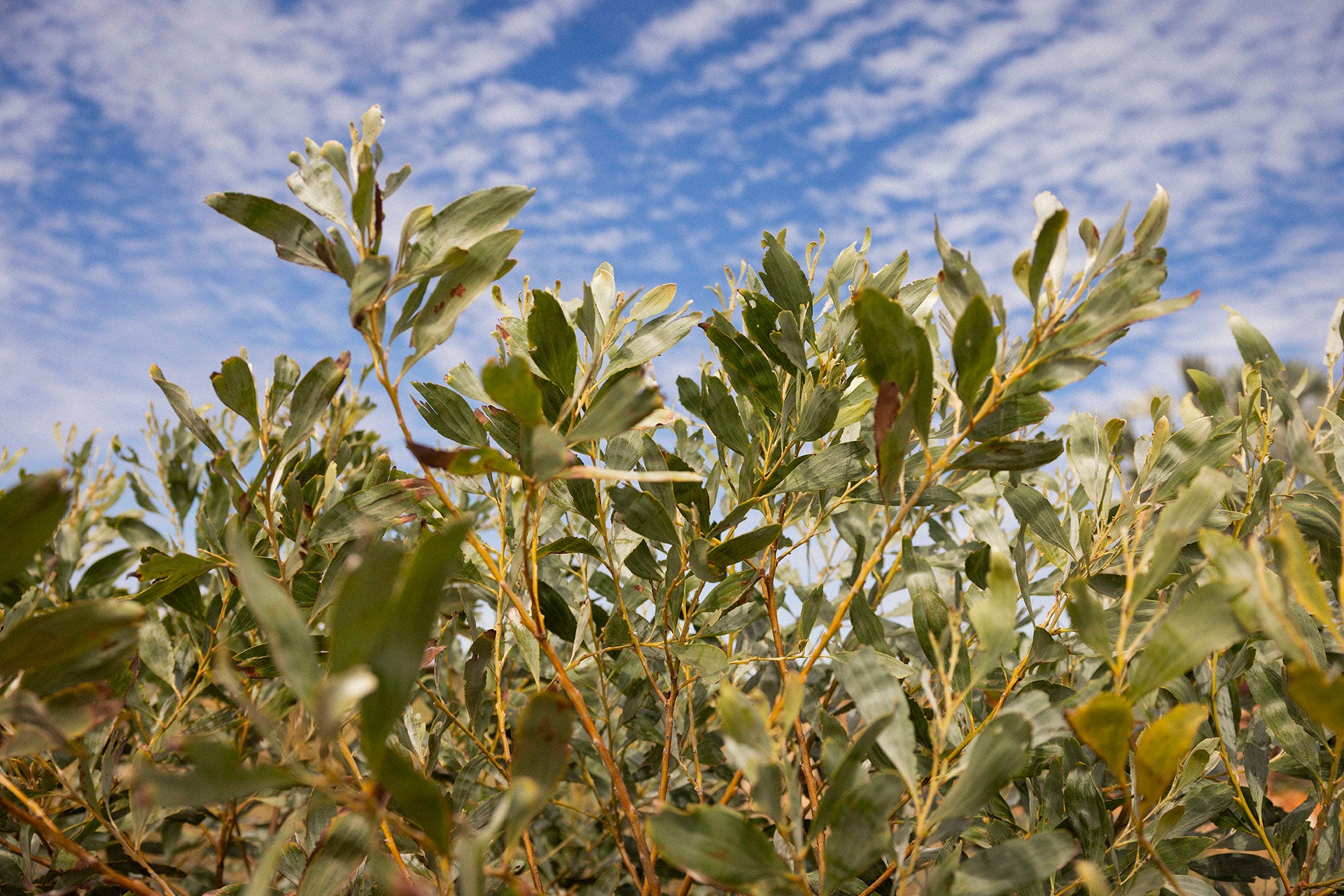 A view through green foliage up into a bright blue sky, dotted with small puffs of white clouds. The orange-brown thin branches of the plant have long, flat light green leaves.