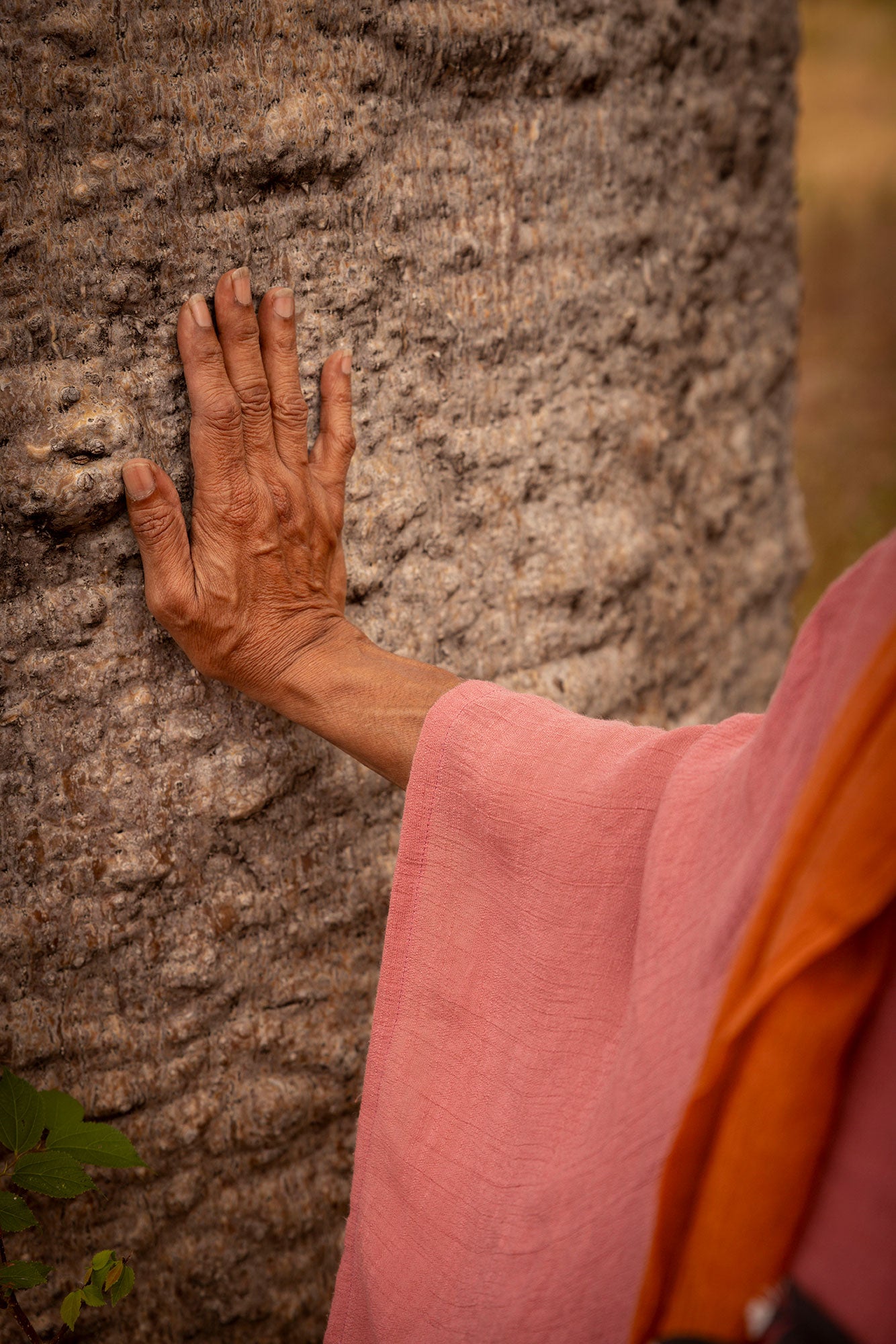 Close-up view of Anne's hand placed flat against the large trunk of a banyan tree. The trunk is impressively wide. The tree trunk is bumpy and textured.
