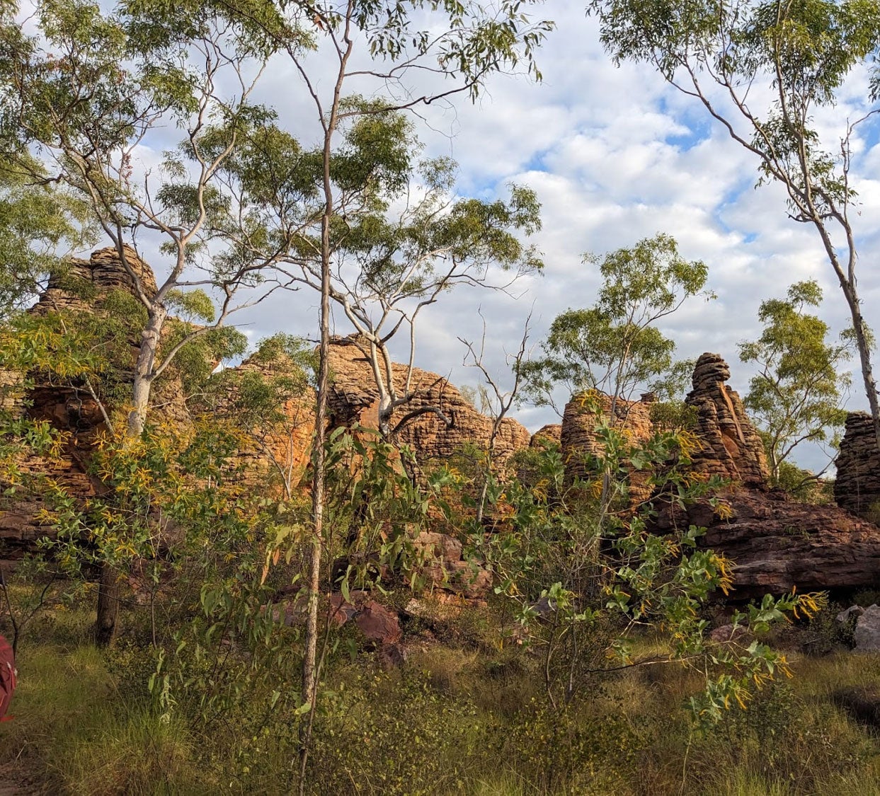 Tall trees with bright green leaves and yellow flowers, standing among grasses, fill the foreground. In the background are tall brownish-red cliffs with striated geology. The sky is dotted with white, puffy clouds.