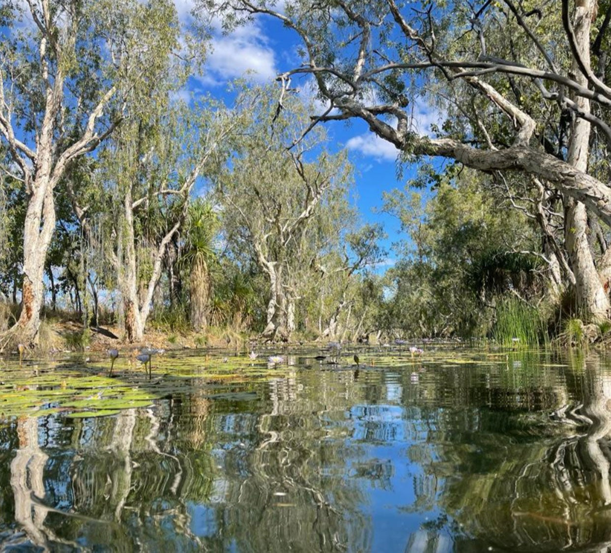Trees with lush green foliage and the bright blue sky are reflected in the rippling waters of a wide river. Lily pads are growing near the left bank of the river, with many lily flowers blooming.
