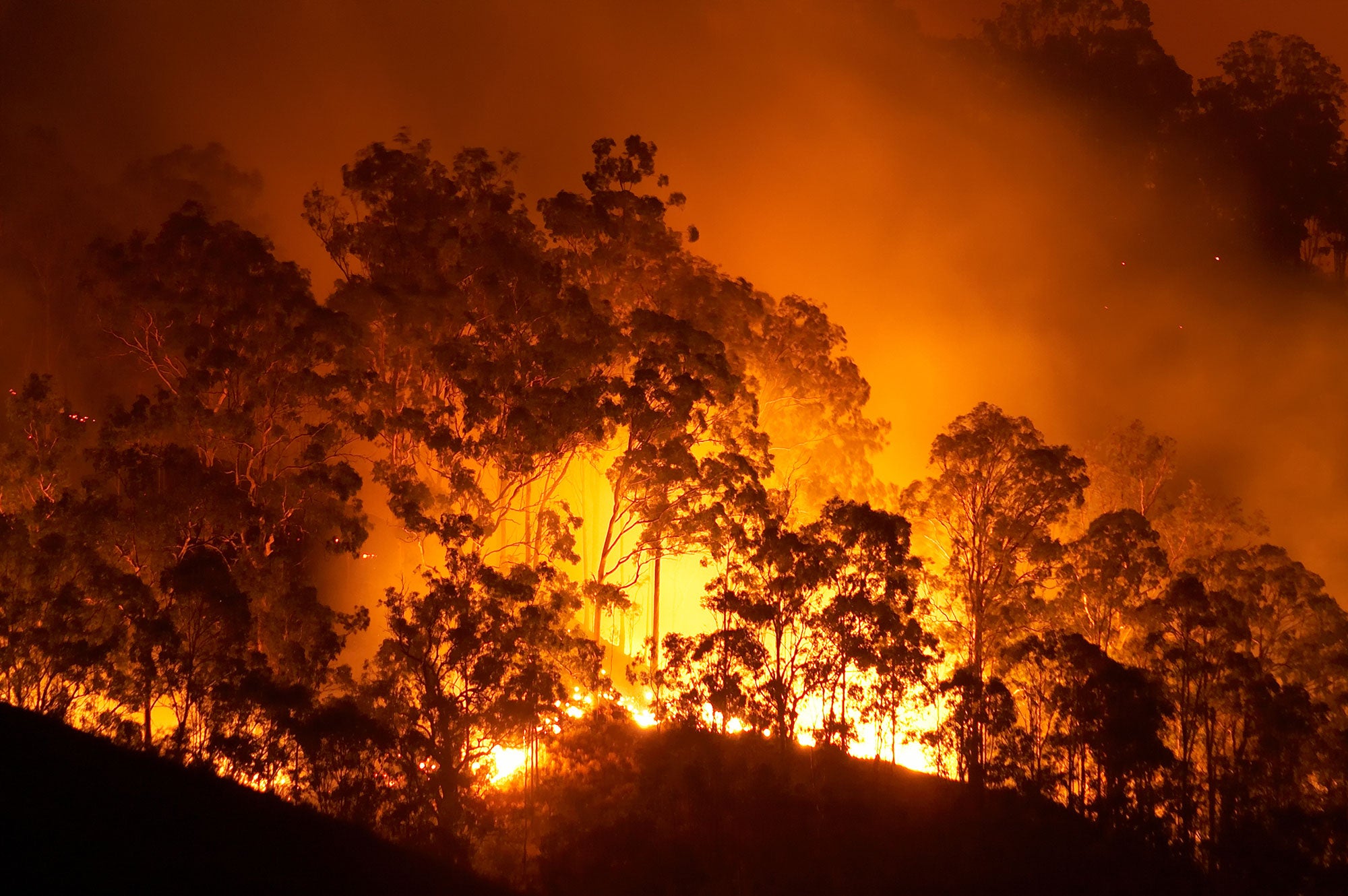 A bright orange and yellow fire rages through a line of trees in a forest. The trees are backlit against the flames. The sky is filled with smoke and is a reddish-orange color.