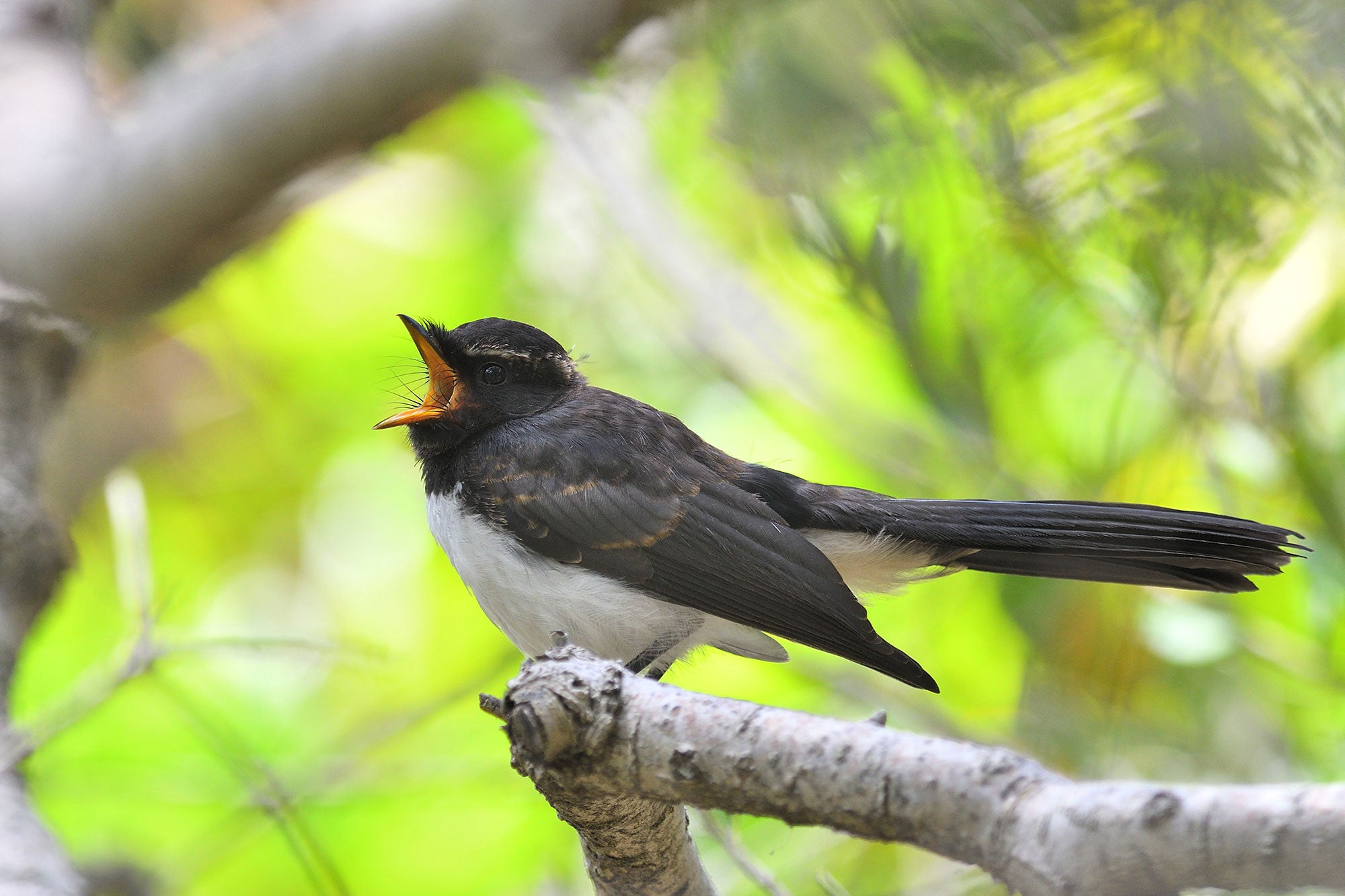 A willie wagtail, with a black head, black back, black wings, black long tail feathers, and a white belly is perched at the corner of a v-shaped branch, with his orange mouth wide open. The blurred background is bright green with foliage.