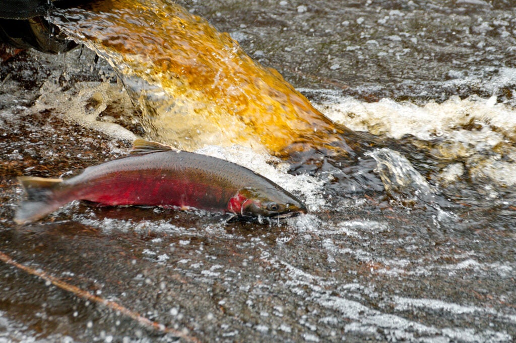 Coho salmon returning from its years at sea to spawn, seen near the Suquamish Tribe's Grovers Creek Hatchery in Washington state. (K. King / USFWS)