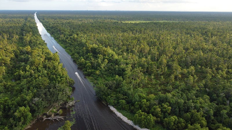 Maurepas Swamp  protects South Louisiana residents from hurricanes, and is also a vibrant freshwater fishery. Photo courtesy of Healthy Gulf