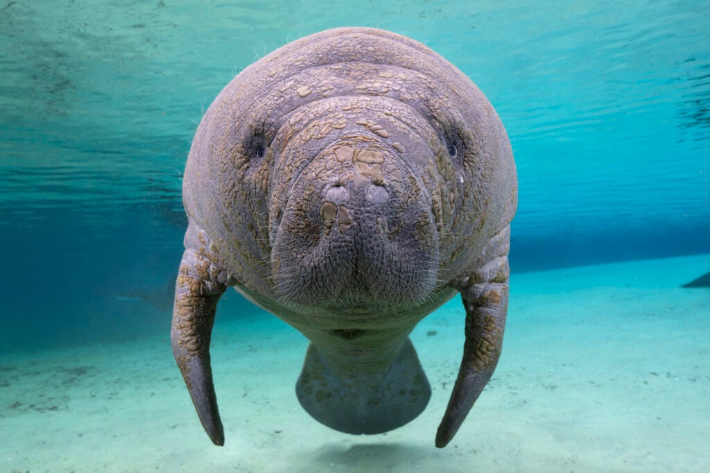A large, rounded manatee floats just under the surface of shallow water, looking directly in the camera.