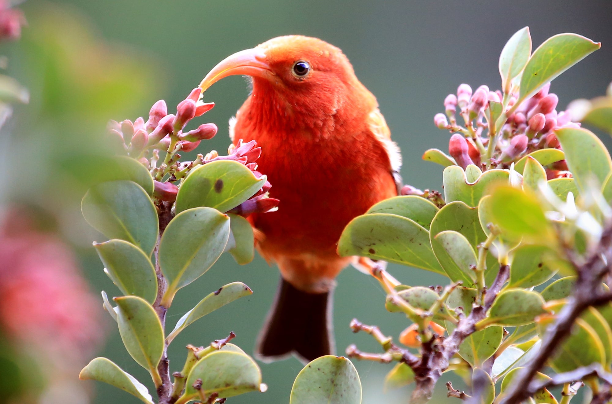 A small red bird with a long curved beak stands in a tree with small flower buds.