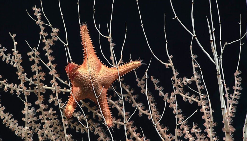 Starfish in bamboo coral, one of the rich deep-sea marine life in Rose Atoll. (NOAA Okeanos Explorer)