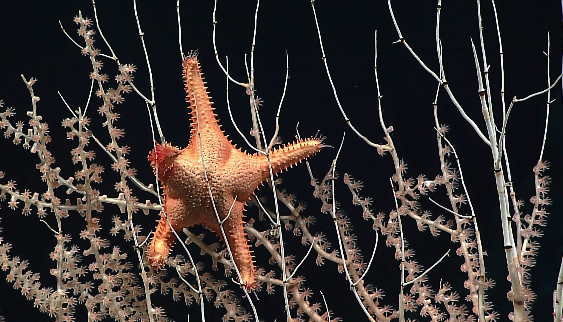 An orange-colored starfish with small spikes on its arms holds on to a delicate forest of thin white long coral branches. Behind the coral is a different species of coral with slightly thicker long branches, pink in color, with tiny suction cup-like polyps evenly spaced out on the length of the stalk.