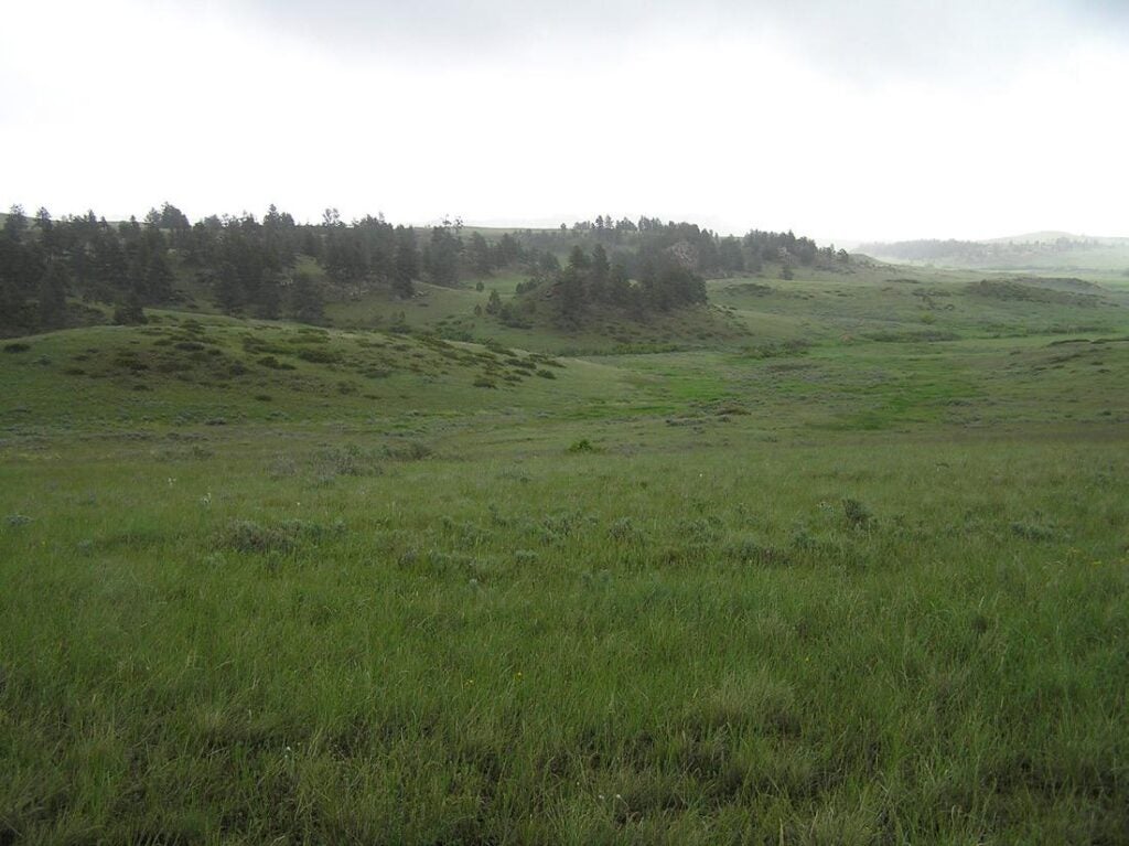 A view of a verdant, open grass field. A light fog is settling on the field. Hills rise at the far end of the field, with rows of dark green trees. The sky is overcast.