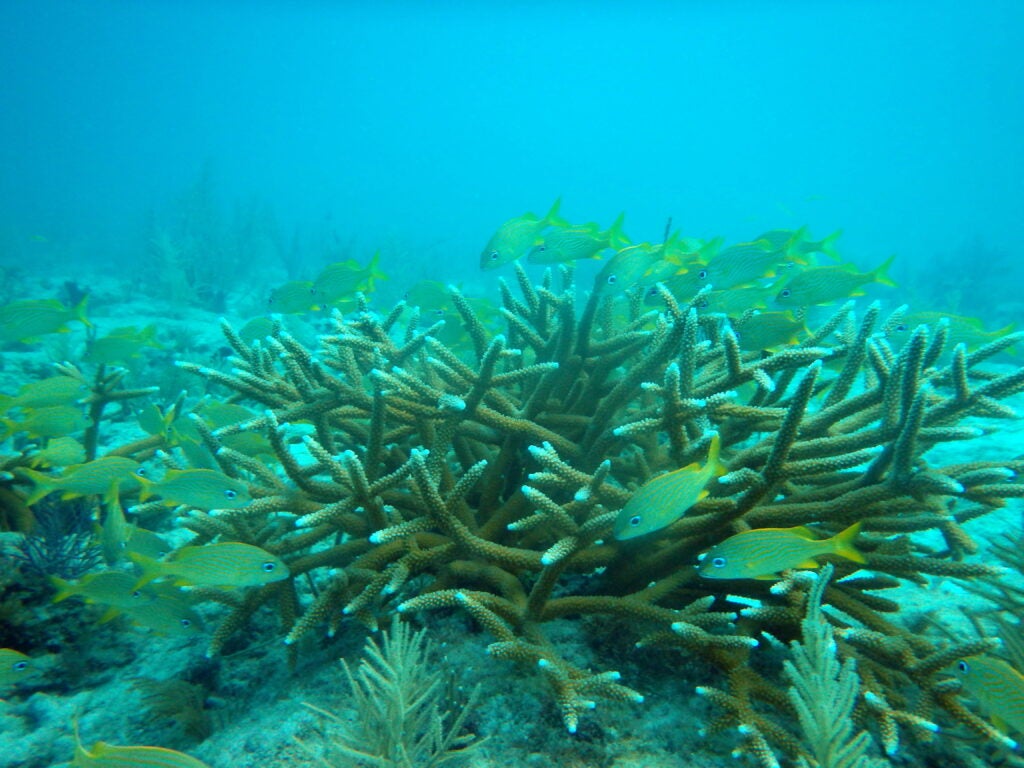 Fish around staghorn coral colonies in the Florida Keys. (Fish and Wildlife Research Institute / Flickr)