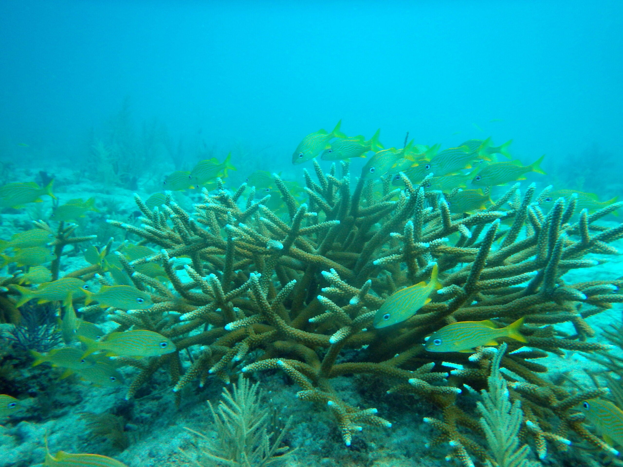 Fish swim around staghorn coral colonies in the Florida Keys.