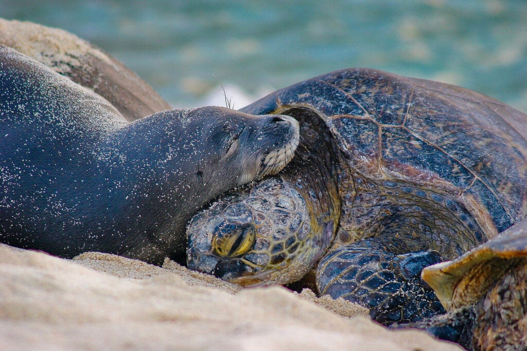 A Hawaiian monk seals and a green sea turtles on one of the beaches of the Papahānaumokuākea Marine National Monument. (Mark Sullivan/NOAA)