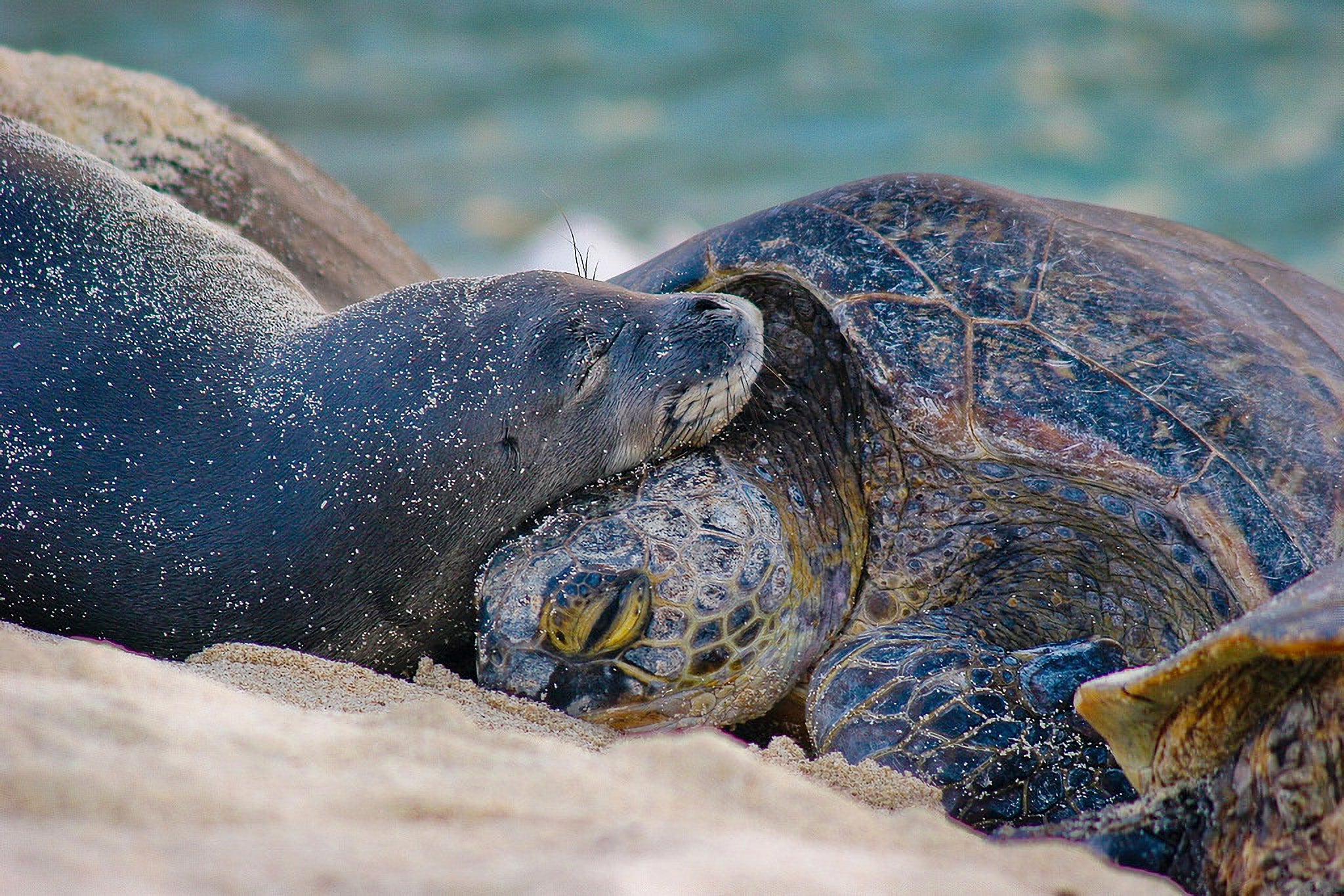 A Hawaiian monk seals and a green sea turtles on one of the beaches of the Papahānaumokuākea Marine National Monument. (Mark Sullivan/NOAA)