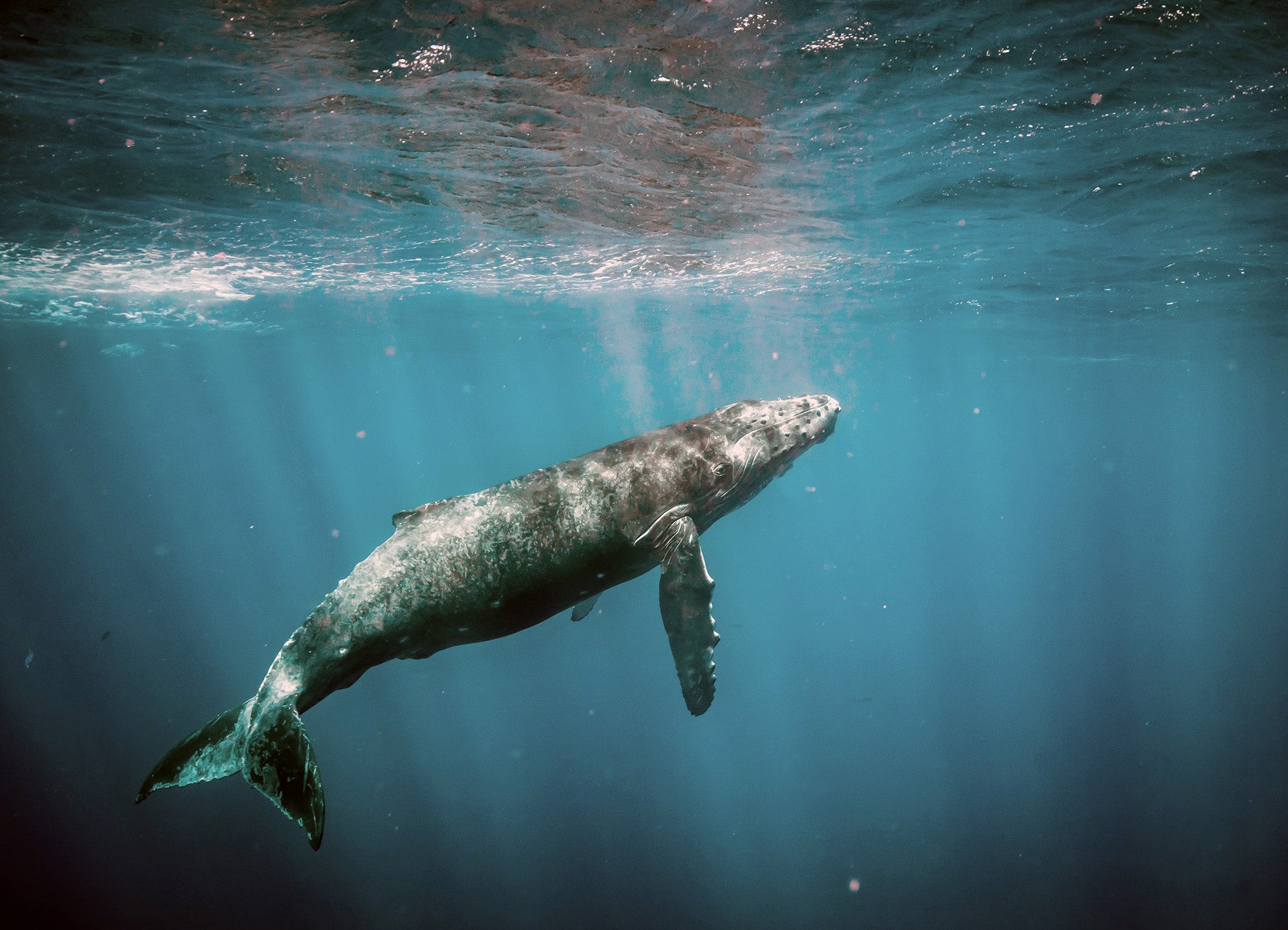 Humpback whale in the waters near the Papahanaumokuakea Marine National Monument. (Drewsulock Creations/Getty)