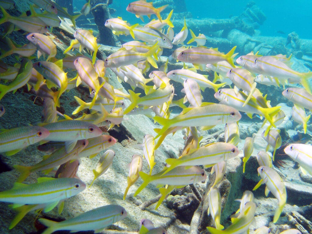 Yellowfin goatfish swim on a reef in the Papahanaumokuakea Marine National Monument. (Claire Fackler, CINMS, NOAA.)