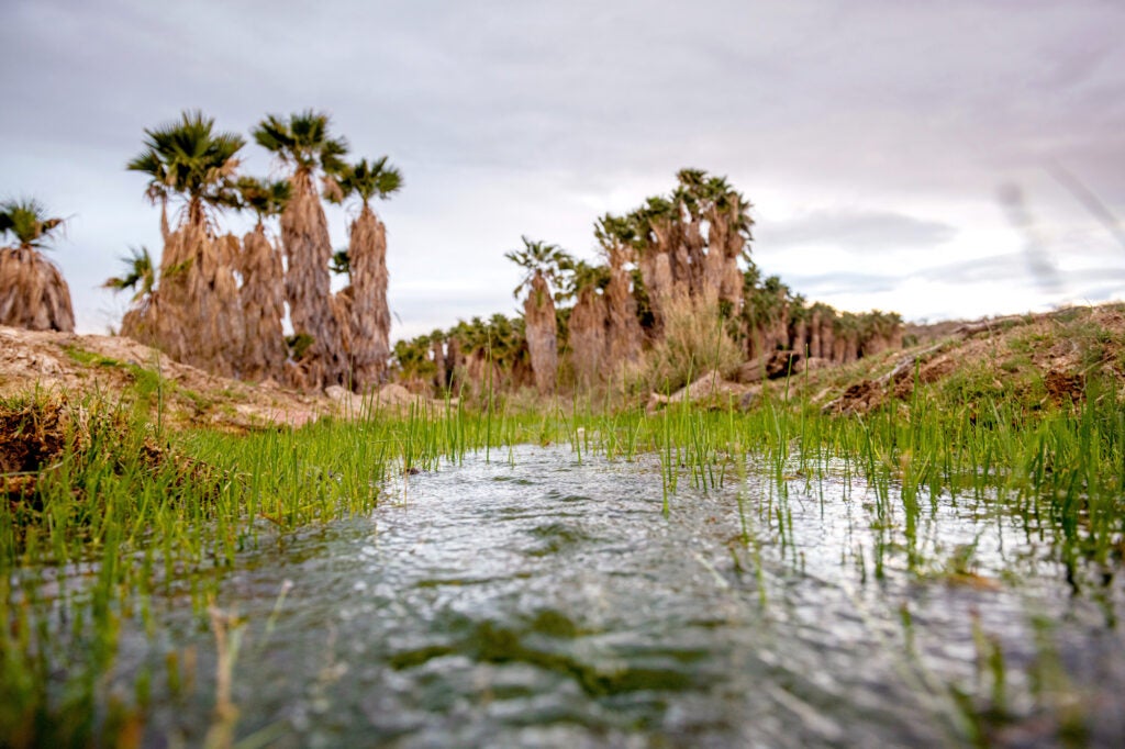 A photo of a spring with palm trees in the background. The camera location is right above the water, with blades of green grass breaking the surface,