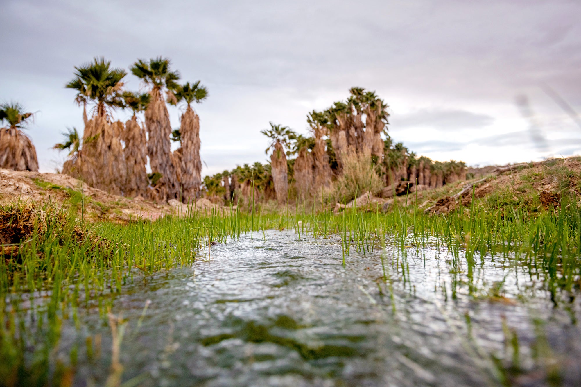 A photo of a spring with palm trees in the background. The camera location is right above the water, with blades of green grass breaking the surface,