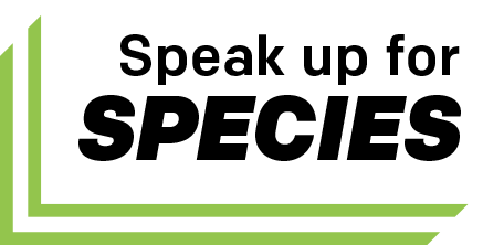 Logo for the "Speak up for species" campaign, with double-bordered kiwi-colored lines on the left and bottom sides, with the campaign title in bold type.