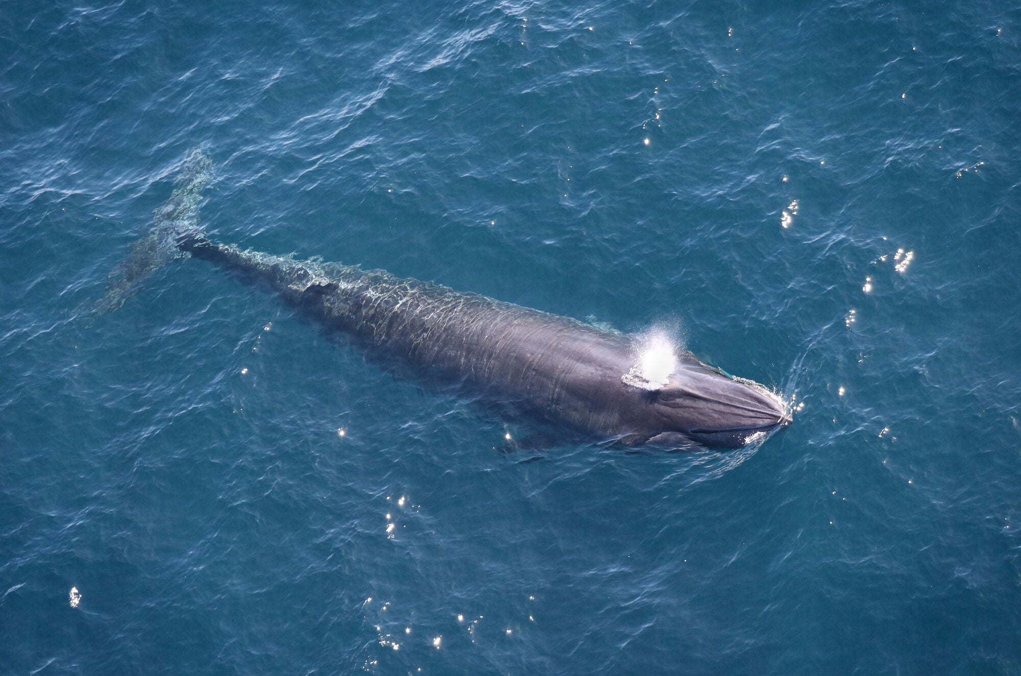 A large grey, torpedo-shaped whale surfaces in a blue ocean. White ocean spray emerges from its spout. Large, straight ridges stretch in a ray pattern back from the tip of its head, towards its spout. The sun glints off parts of the ocean's surface.