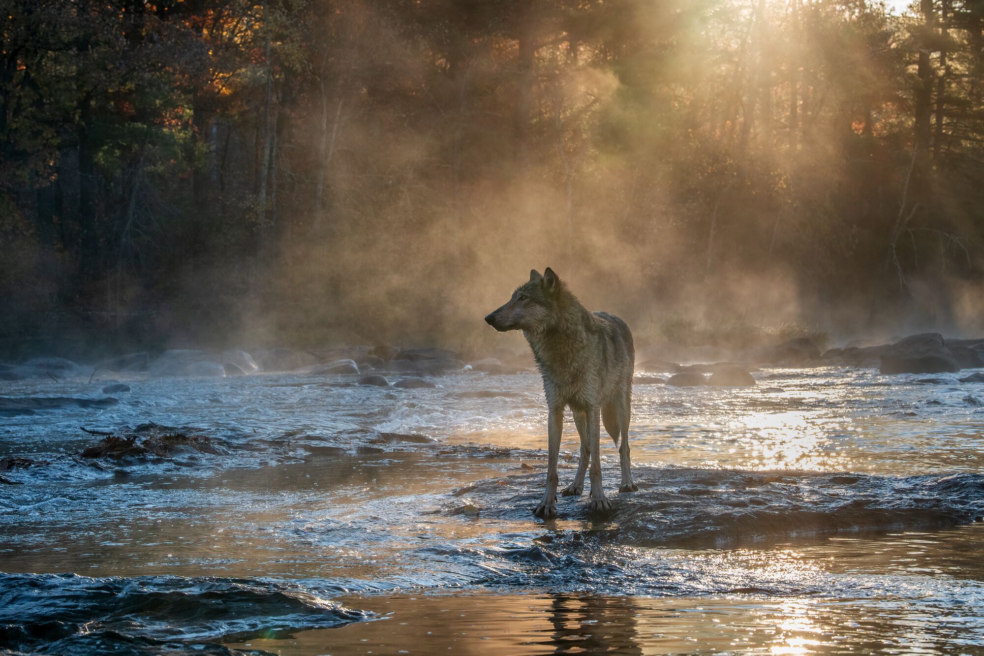 A wolf stands on a wide, flat rocky surface in a shallow, rippling stream in a forest, looking contemplatively to the viewer's left. Steam or fog hovers above the water, made visible by a soft beam of sunlight. The water's surface behind the wolf glistens under the sunlight. A darkened stand of trees is in the background.