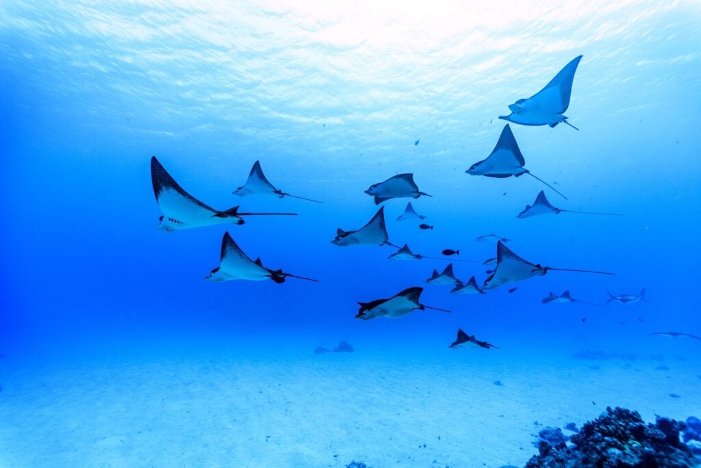 A school of rays swimming in the Northern Mariana Islands. (Charlie Jung / Getty Images)