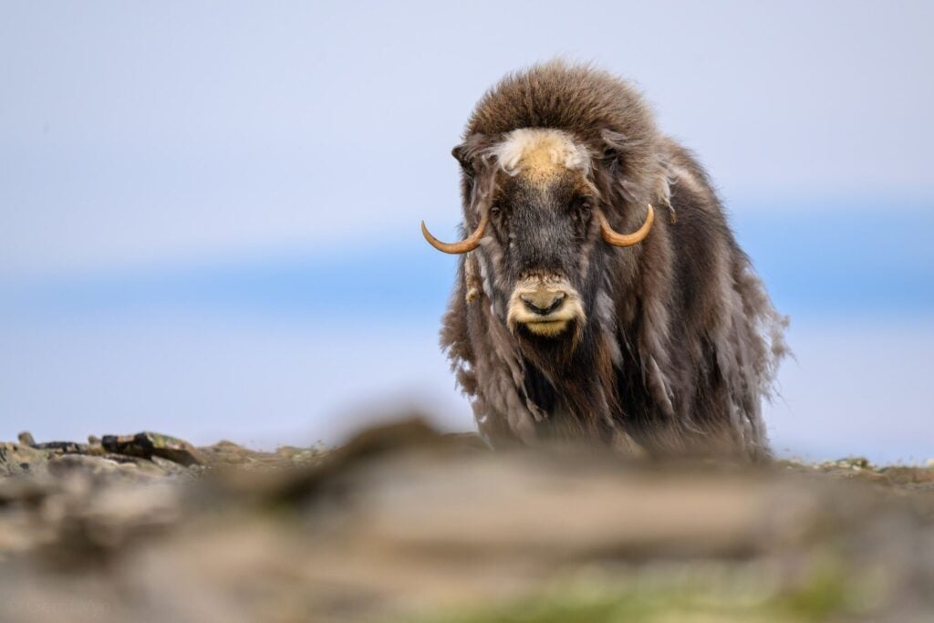 Musk oxen were hunted to extinction in Alaska, but were reintroduced with animals from Greenland nearly a century ago. Today, herds roam free across the state, including the Western Arctic Reserve. (Gerrit Vyn / Cornell Lab of Ornithology)