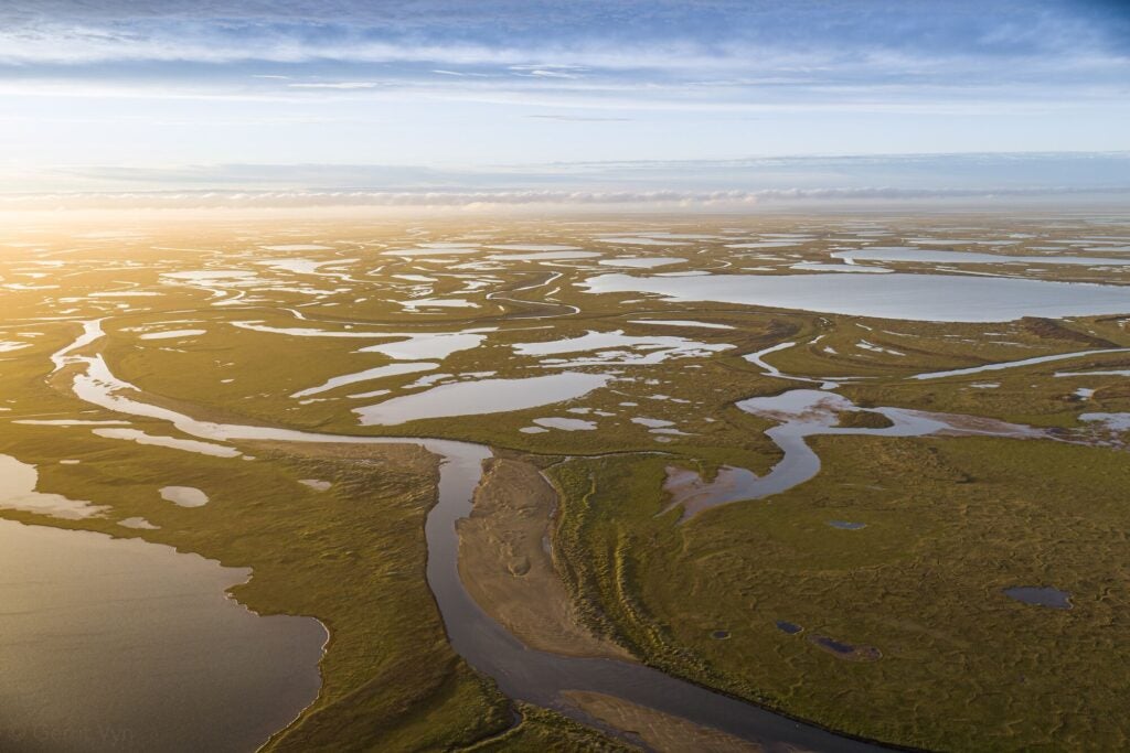 The Teshekpuk Lake area. Much of the Western Arctic is classified as wetlands. In summer, these areas become critical habitat to millions of birds that travel here from six continents to breed and raise their young. (Gerrit Vyn / Cornell Lab of Ornithology)