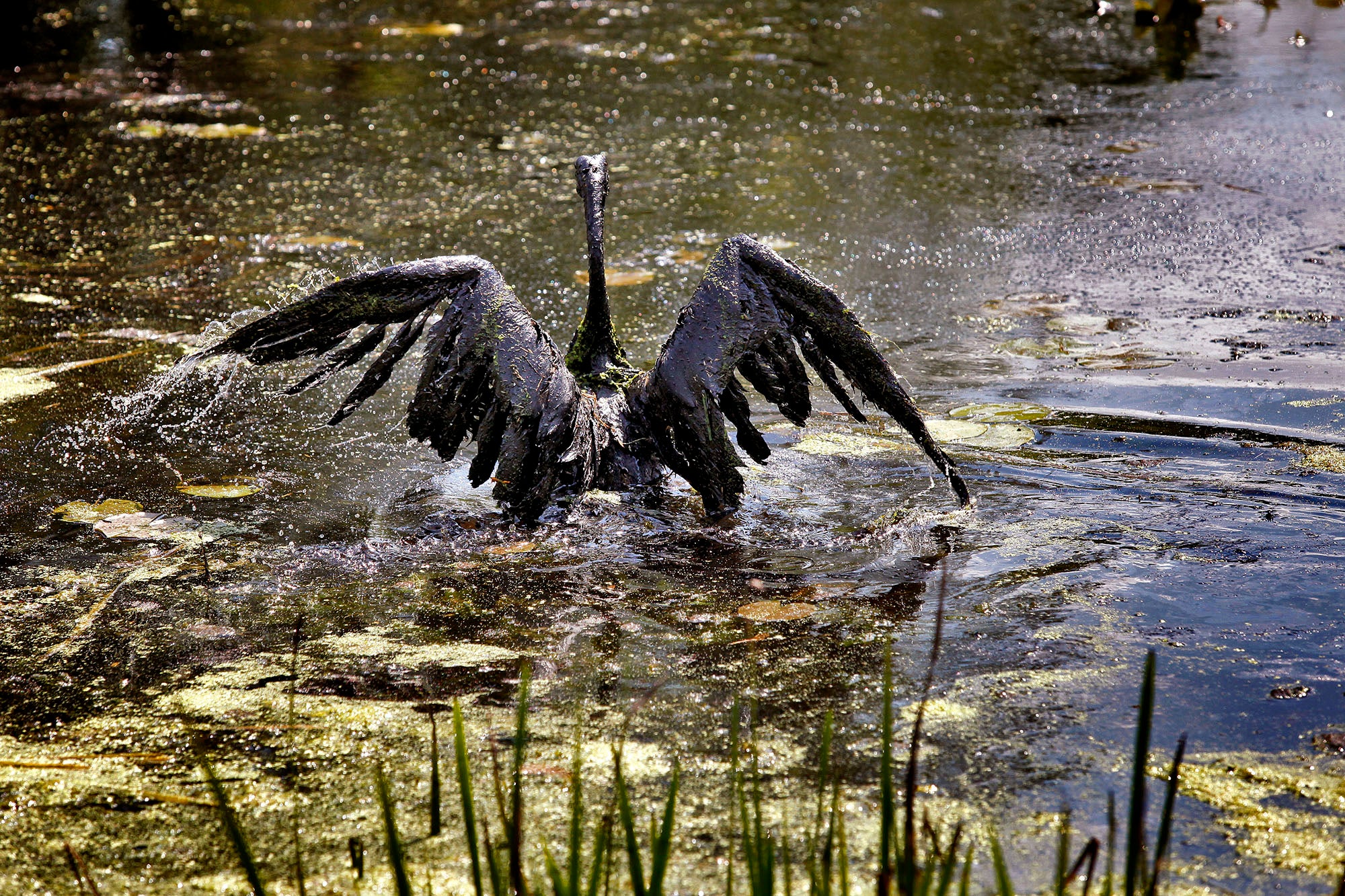 A large bird, completely covered in oil, sits in oily water while spreading its black wings.
