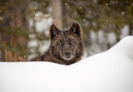 A gray wolf in the Firehole area of Yellowstone National Park is seen behind a bank of snow with light snow falling.