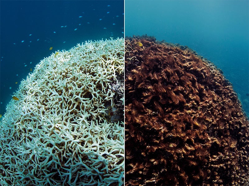 A before and after image of coral bleaching and later dying in March / May 2016, at Lizard Island on the Great Barrier Reef, captured by the XL Catlin Seaview Survey.