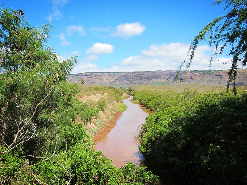 ADC ditch draining seed crop lands before emptying into Majors Bay.
(Earthjustice Photo)