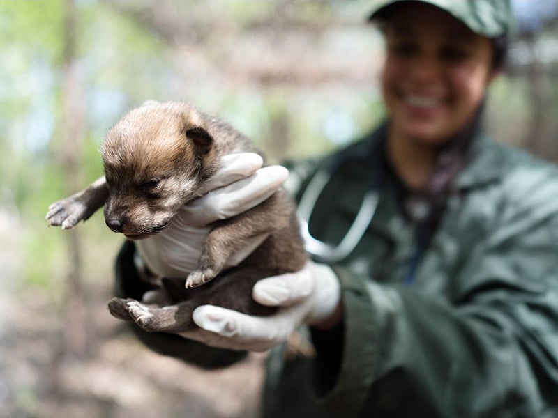 Meet Trumpet, the adorable Mexican gray wolf pup that is one of the last of her kind. Rebecca Bose holds Trumpet in 2016, when the pup is only a week old.