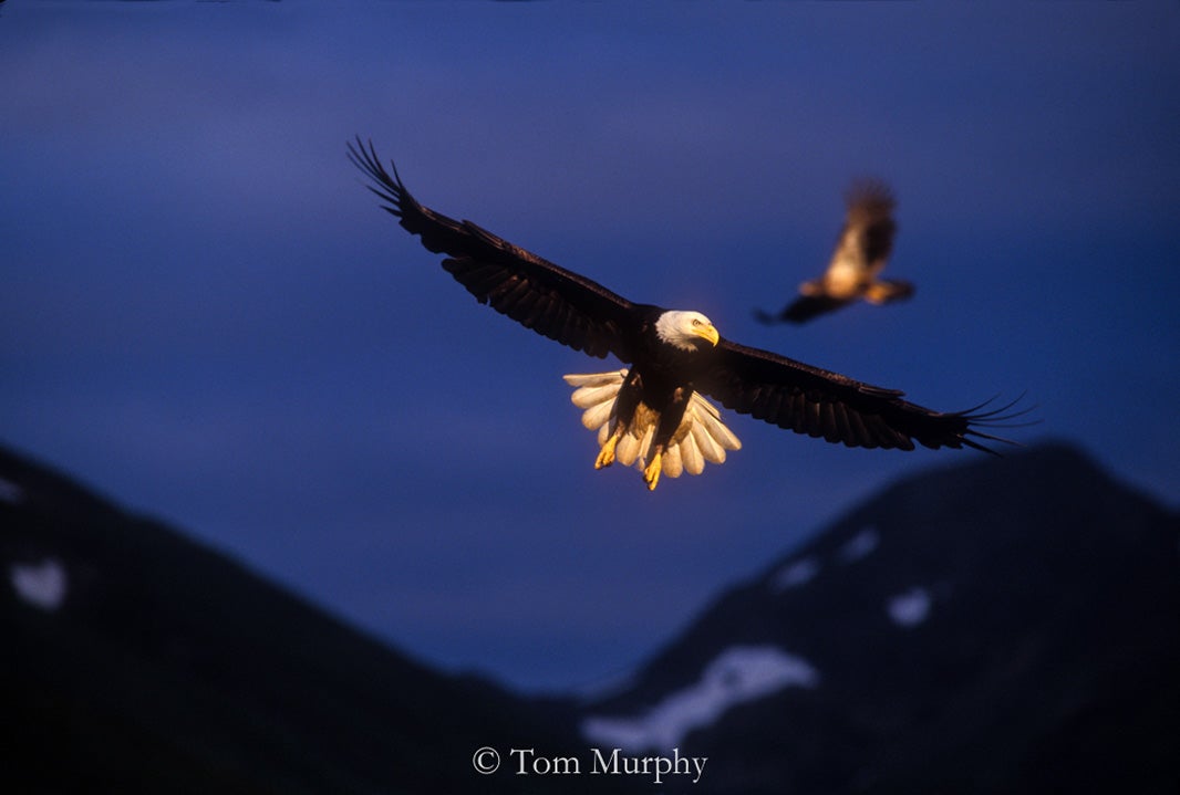 Bald eagles in Yellowstone.