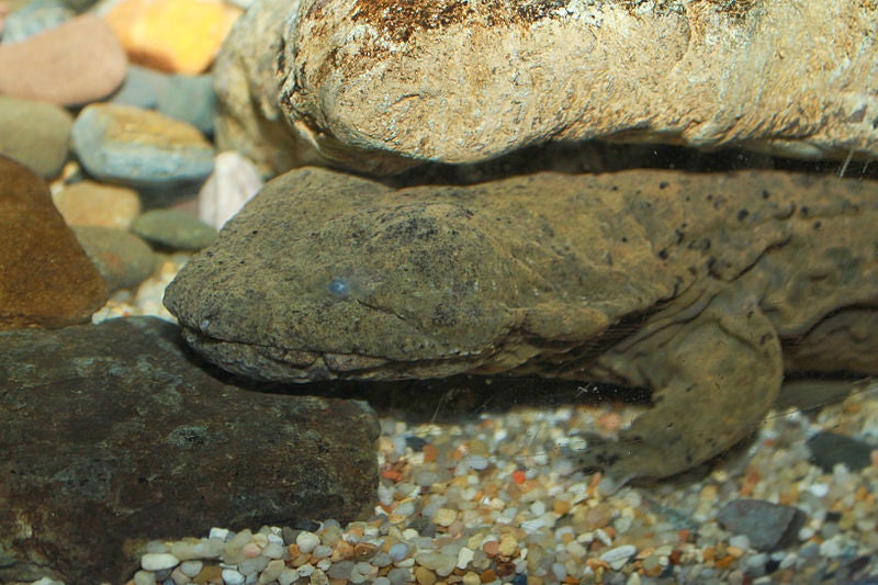 Hellbender salamander.
(Photo courtesy of Brian Gratwicke)