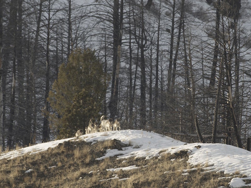 Members of the Monumental pack in the  Frank Church-River of No Return Wilderness.