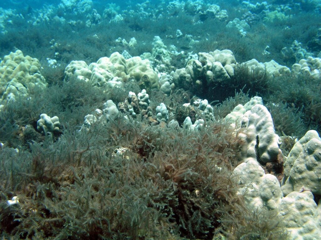 Algal blooms at Kahekili.