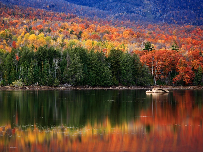 Red Pine Scale kills red pine trees at Acadia (U.S. National Park Service)