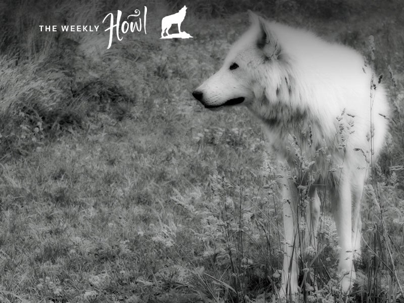 Ahote, a mix of eastern timber and Arctic wolf, was a wolfdog that lived at Howling Woods Farm.
(Lisa Sitko/Howling Woods Farm)