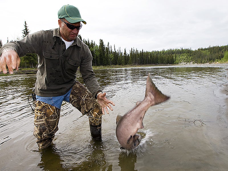 A salmon jumps out of a fisherman&#039;s hands.