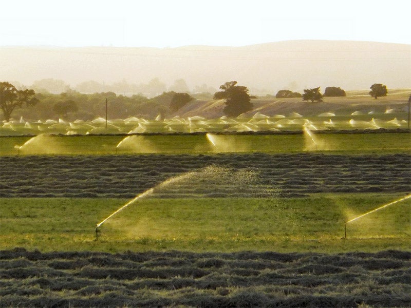 Alfalfa fields. The USDA's decision allows growers to produce alfalfa without restriction or oversight of any kind.
(Photo courtesy of Ken Figlioli.)