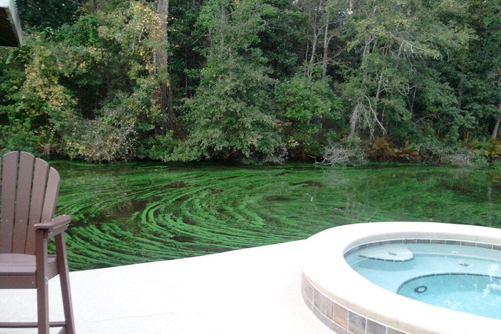 A fluorescent green toxic algae outbreak on St. Johns River on November 12, 2013. The sickening toxic algae outbreaks now ruining some of Florida’s most lovely coastal communities come from sewage, manure and fertilizer runoff.
(Photo provided by Iola Washington)